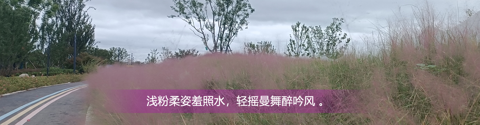 浅粉柔姿羞照水，轻摇曼舞醉吟风 。